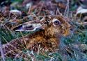 Lepus europaeus